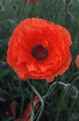 poppy_flower