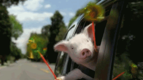 Pig In Car
