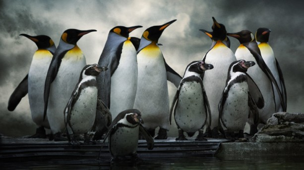 For The Holidays, Google Breaks Its No Updates Rules, Gives Out Fresh Penguin Updates