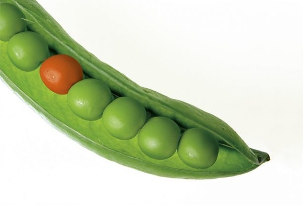 peas-580333_640-min-1-min